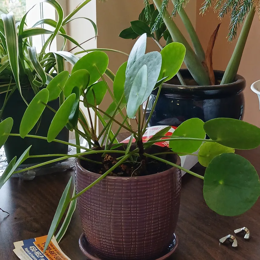 pilea peperomioides plant showing characteristic features