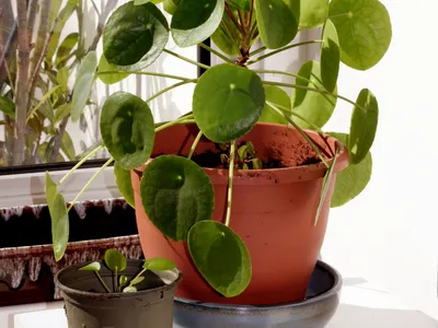 pilea peperomioides thumbnail