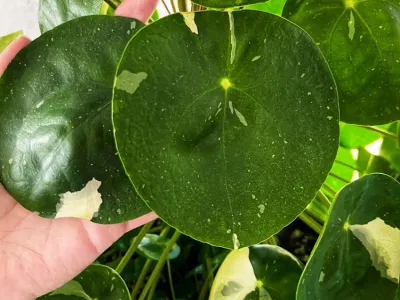 pilea white splash thumbnail