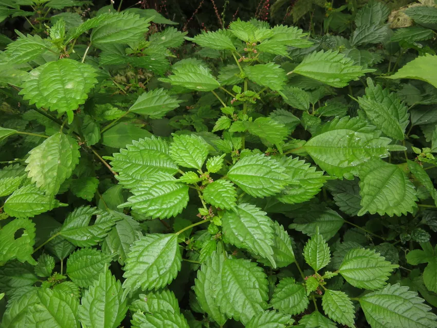 pilea pumila plant showing characteristic features