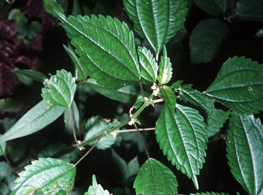 pilea pumila plant showing characteristic features