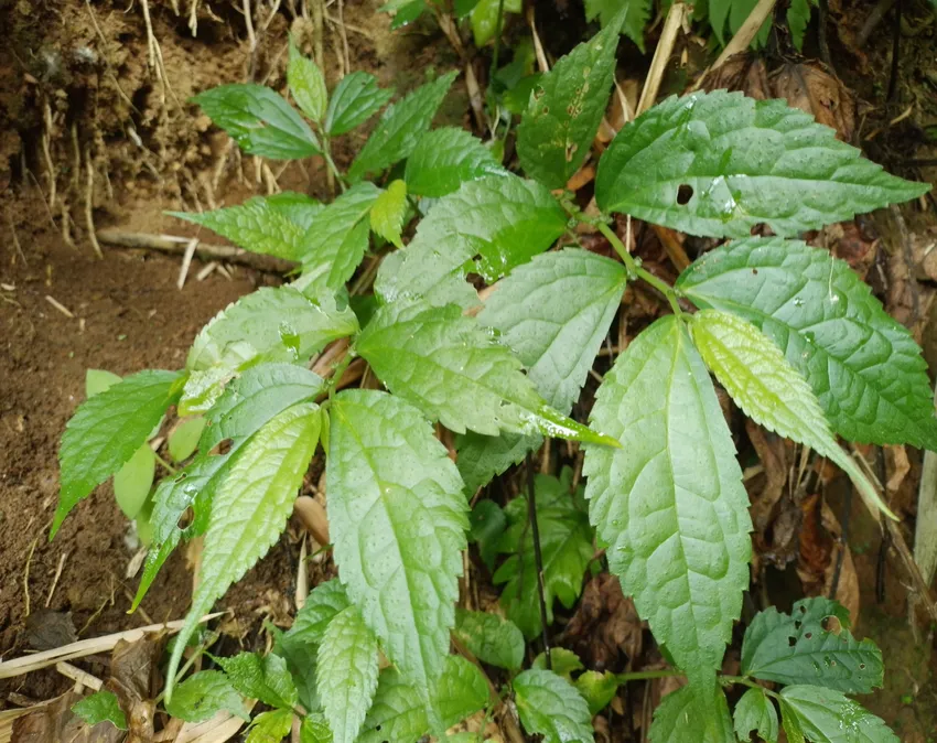 pilea pumila plant showing characteristic features