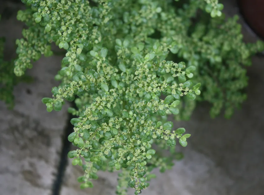 pilea serpyllacea plant showing characteristic features