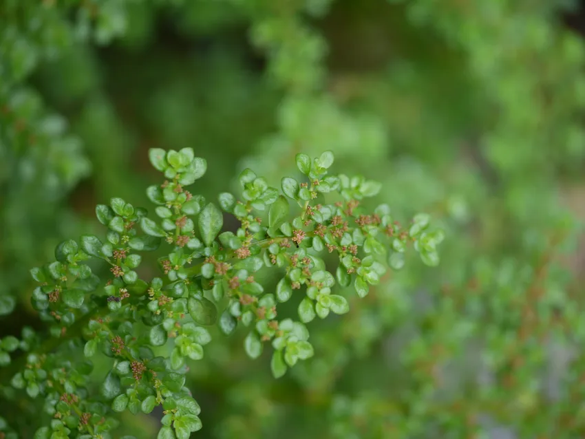 pilea serpyllacea plant showing characteristic features