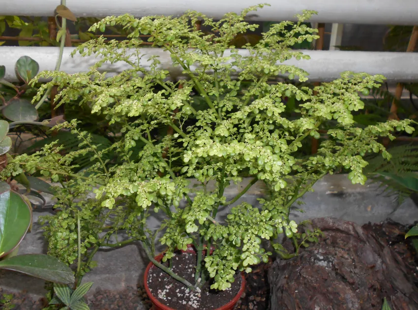 pilea serpyllacea plant showing characteristic features