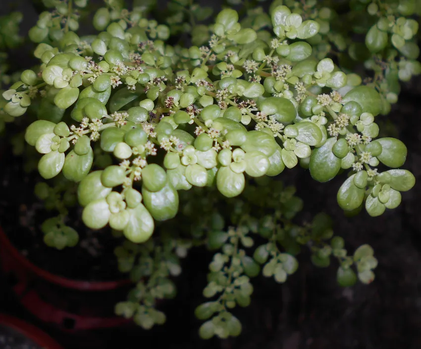 pilea serpyllacea plant showing characteristic features