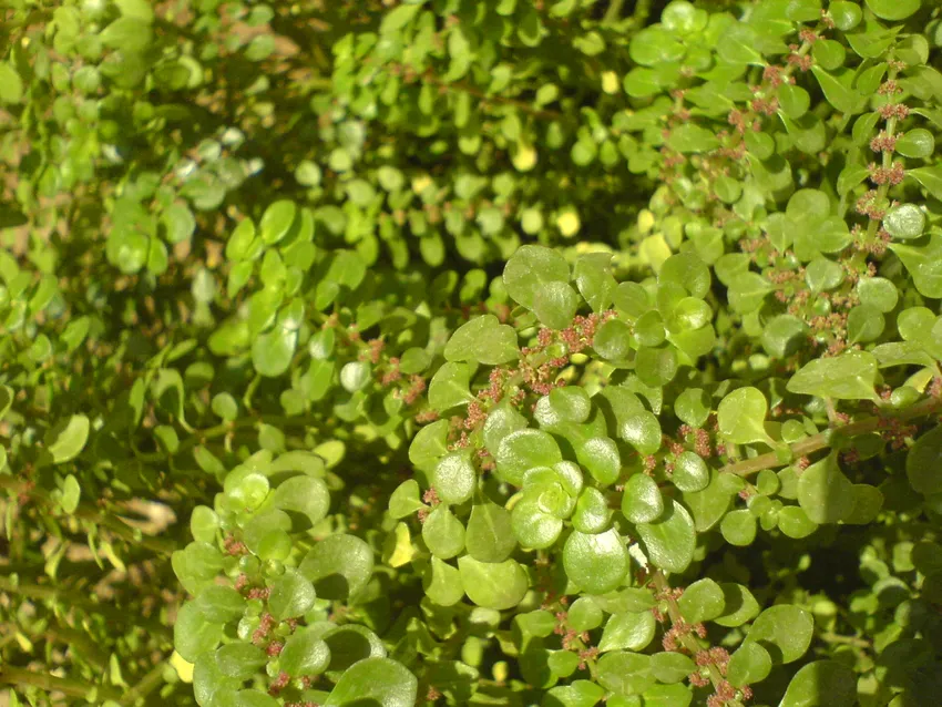 pilea serpyllacea plant showing characteristic features