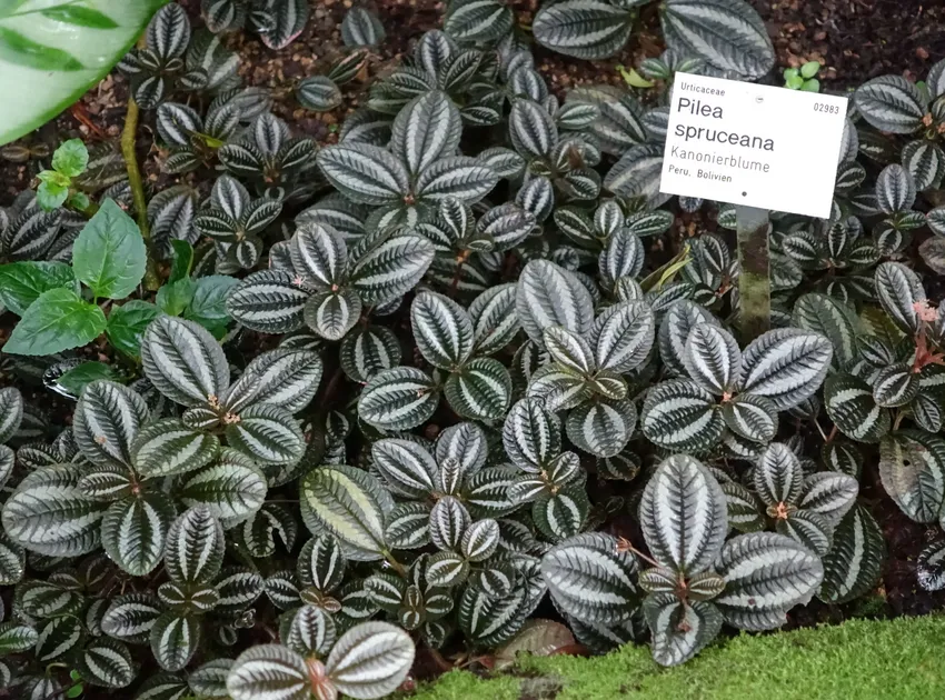 pilea spruceana plant showing characteristic features