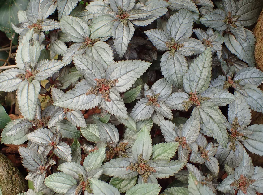 pilea spruceana plant showing characteristic features