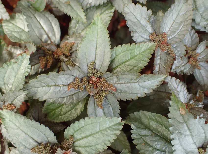 pilea spruceana plant showing characteristic features