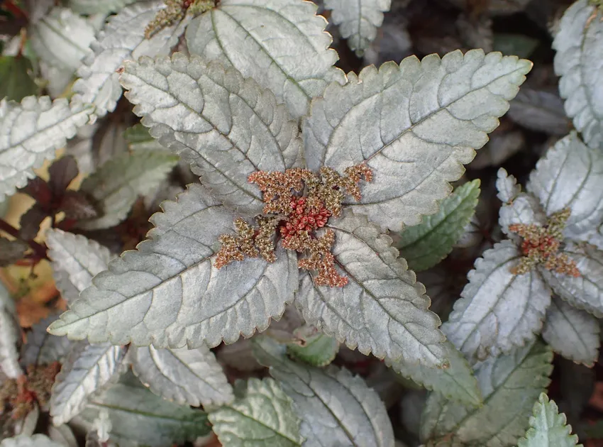 pilea spruceana plant showing characteristic features