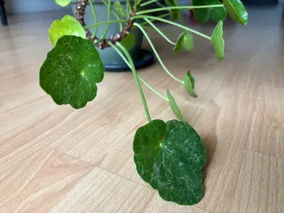 pilea sugar plant showing characteristic features