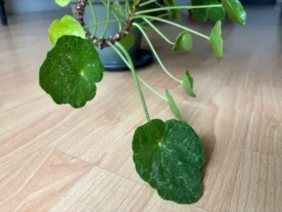 pilea sugar thumbnail