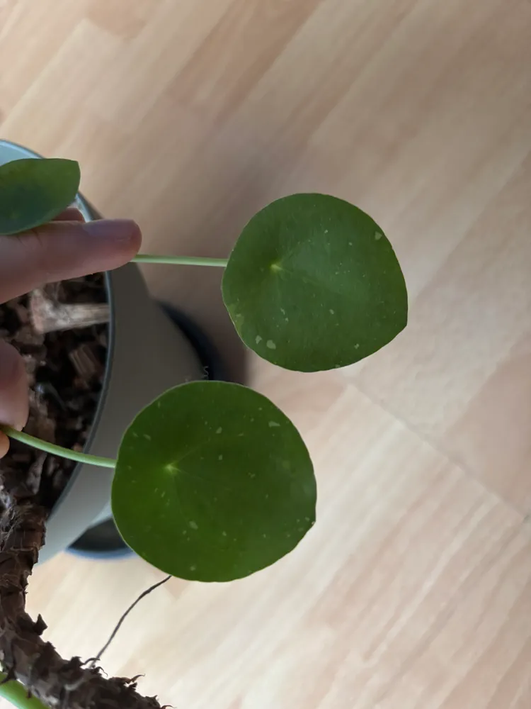 pilea white splash plant showing characteristic features