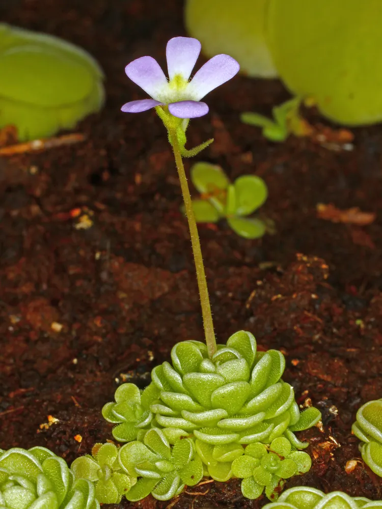 Plante pinguicula esseriana montrant ses caractéristiques typiques
