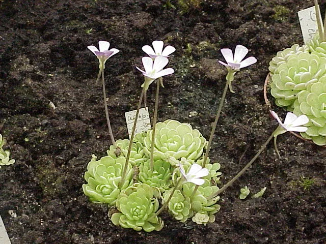 Plante pinguicula esseriana montrant ses caractéristiques typiques