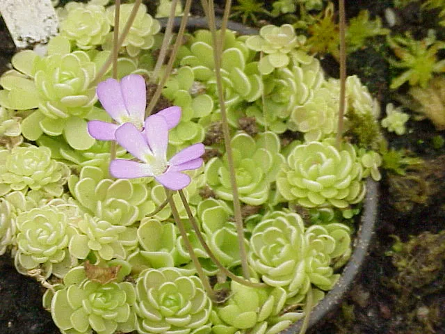 Plante pinguicula esseriana montrant ses caractéristiques typiques