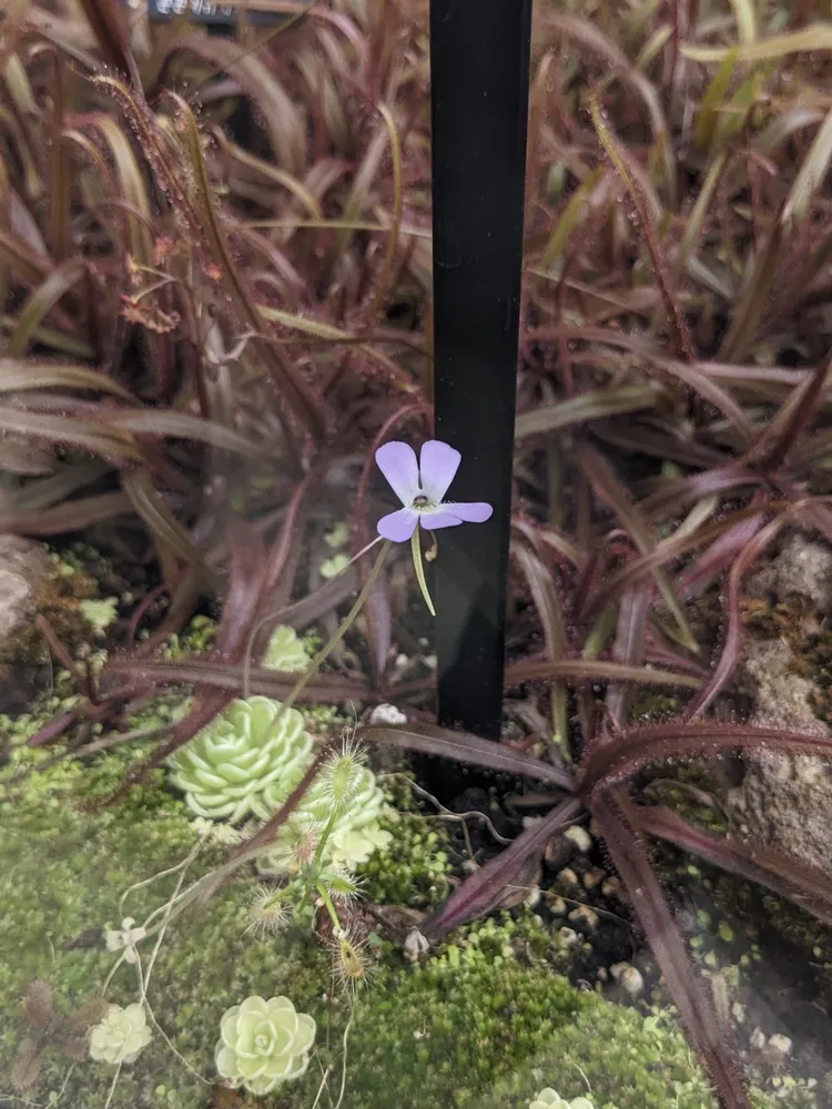 Plante pinguicula esseriana montrant ses caractéristiques typiques