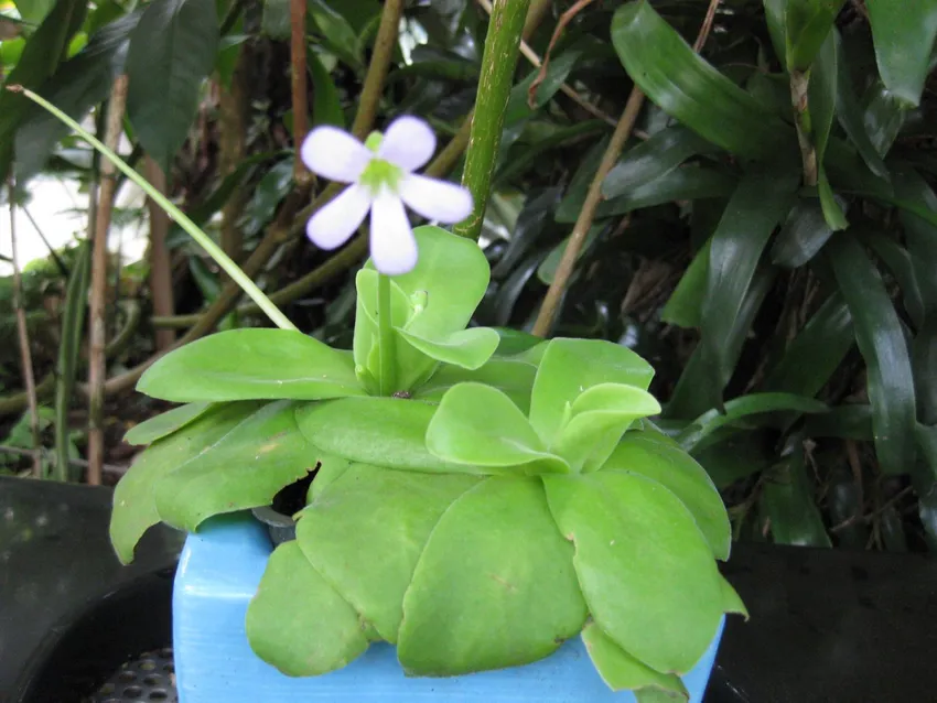 pinguicula gigantea plant showing characteristic features