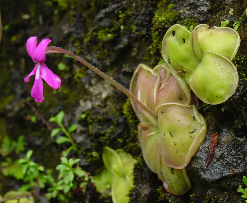 pinguicula moranensis plant showing characteristic features