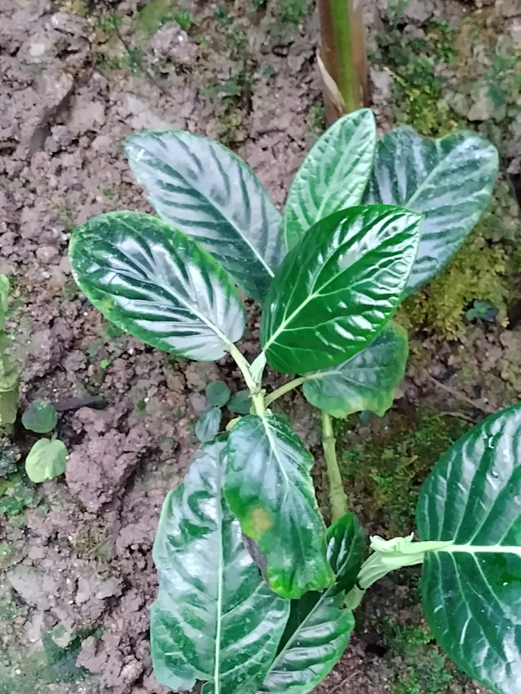 piper magnificum plant showing characteristic features