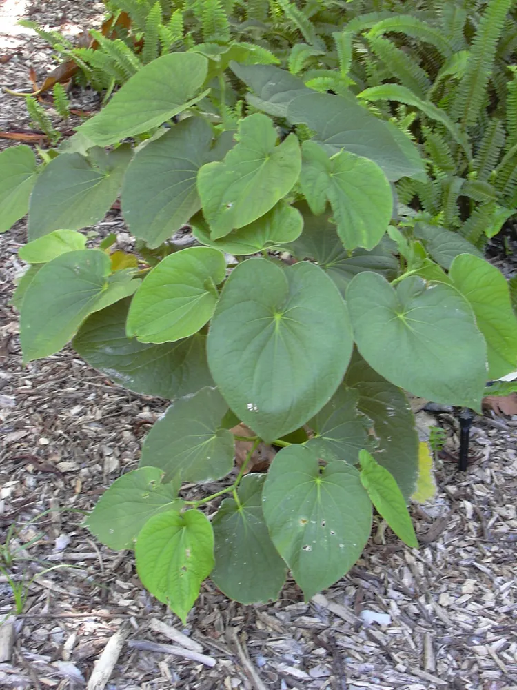 piper methysticum plant showing characteristic features