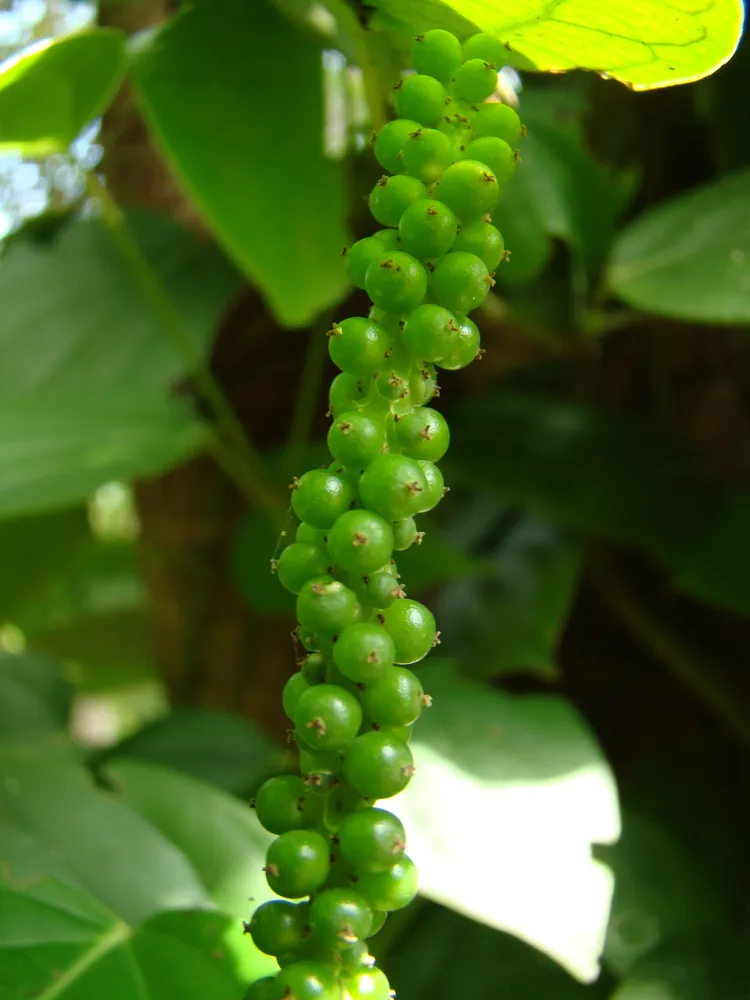 piper nigrum plant showing characteristic features
