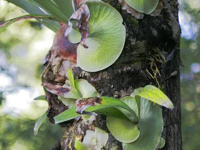 thumbnail platycerium bifurcatum