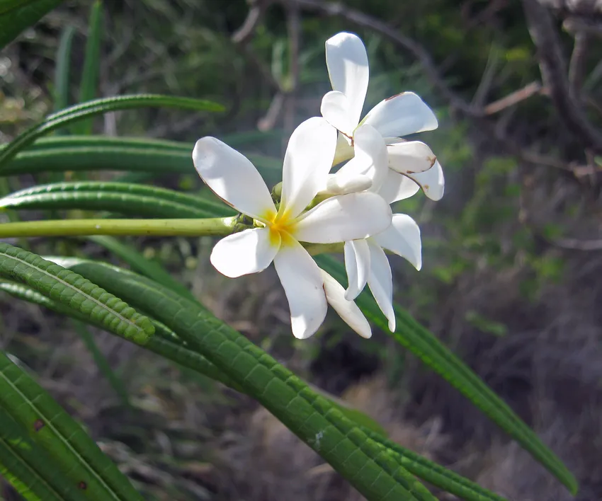 plumeria alba plant showing characteristic features