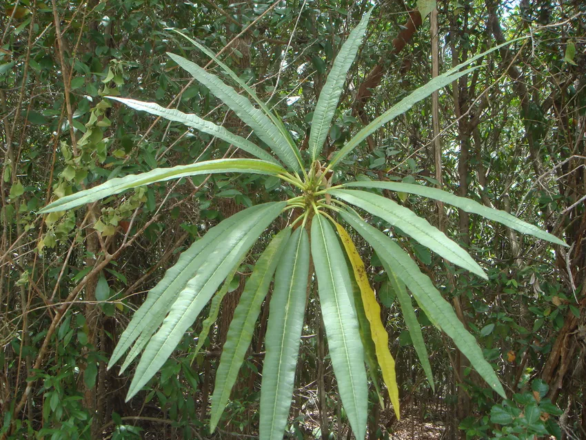 plumeria alba plant showing characteristic features
