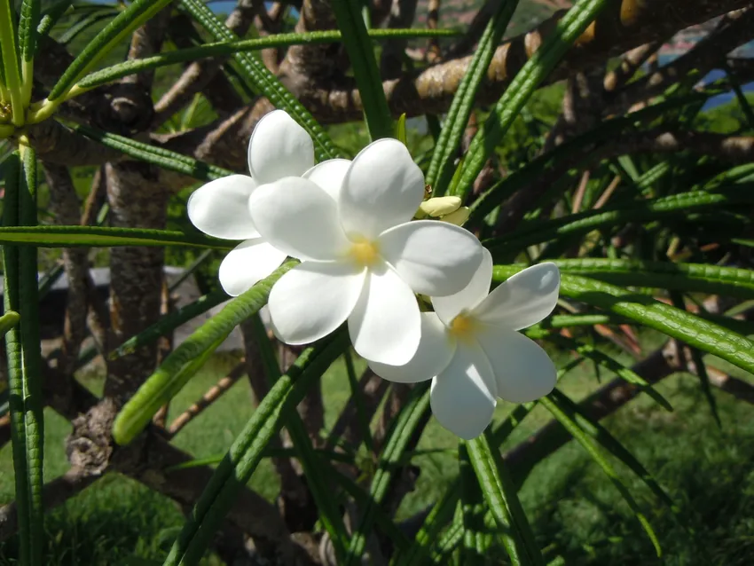 plumeria alba plant showing characteristic features