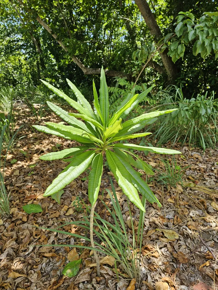plumeria alba plant showing characteristic features