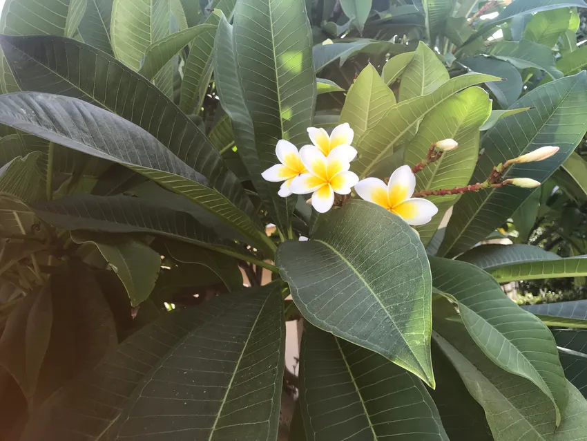 plumeria alba plant showing characteristic features