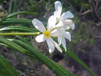 thumbnail plumeria alba