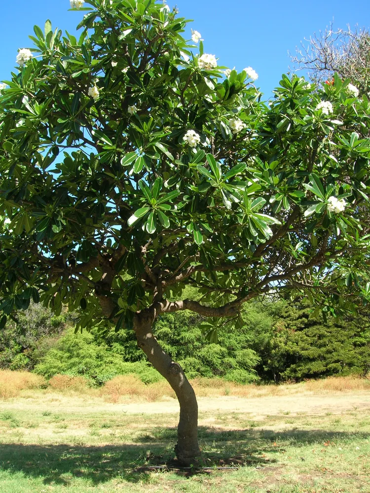 plumeria obtusa plant showing characteristic features