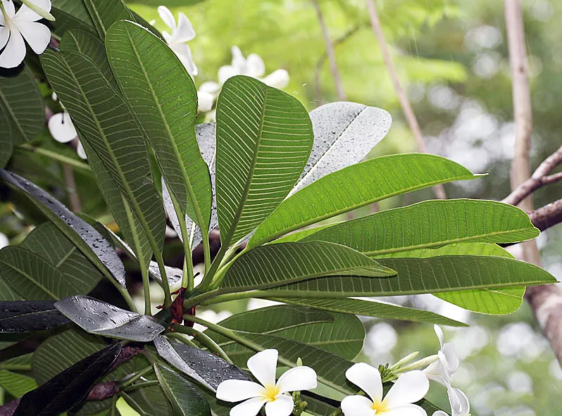 plumeria obtusa plant showing characteristic features