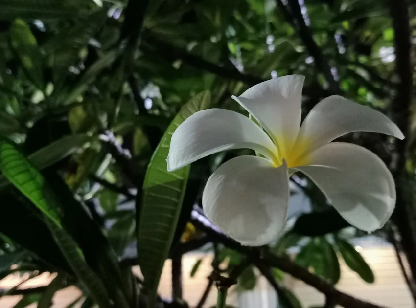 plumeria obtusa plant showing characteristic features