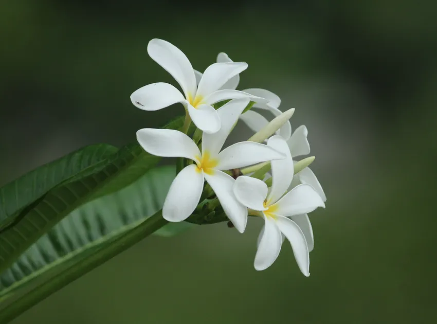 plumeria obtusa plant showing characteristic features