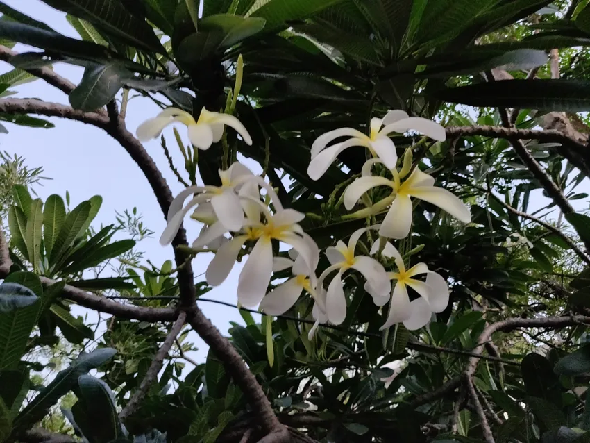 plumeria obtusa plant showing characteristic features