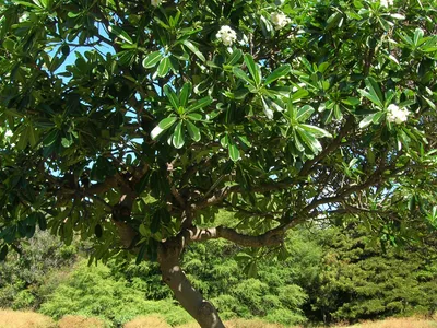 thumbnail plumeria obtusa