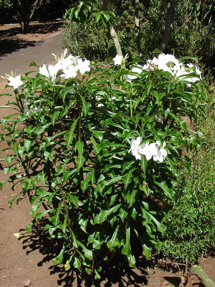 plumeria pudica plant showing characteristic features