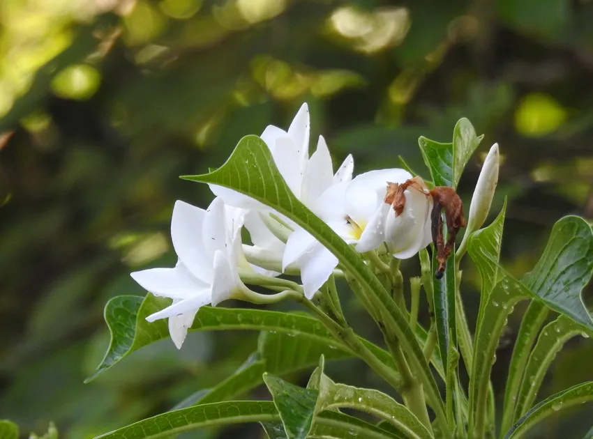 plumeria pudica plant showing characteristic features