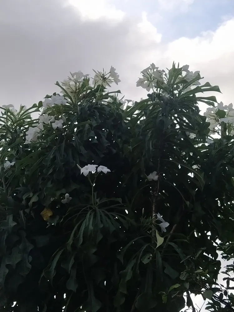 plumeria pudica plant showing characteristic features
