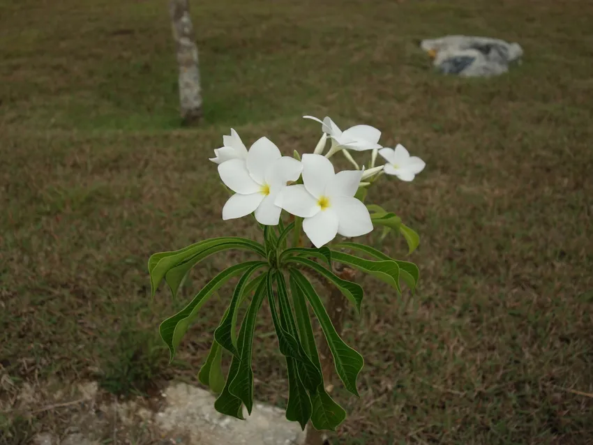 plumeria pudica plant showing characteristic features