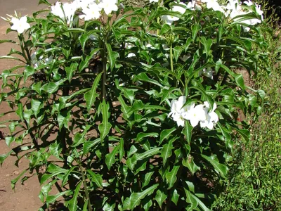 thumbnail plumeria pudica