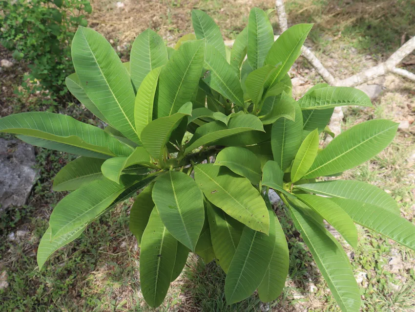 plumeria rubra plant showing characteristic features