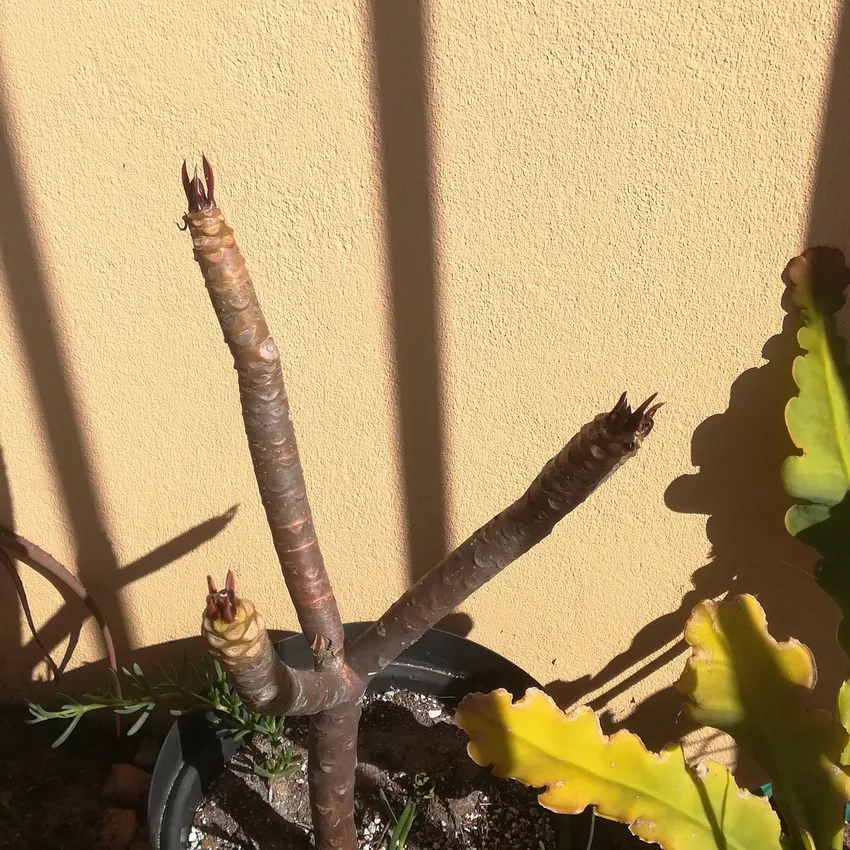 plumeria rubra plant showing characteristic features