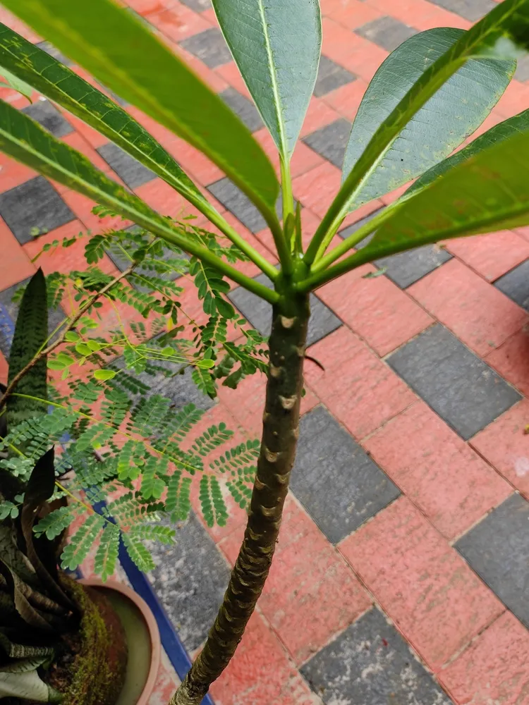 plumeria rubra plant showing characteristic features