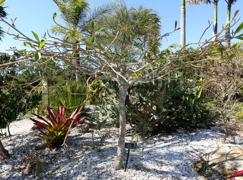 plumeria stenopetala plant showing characteristic features
