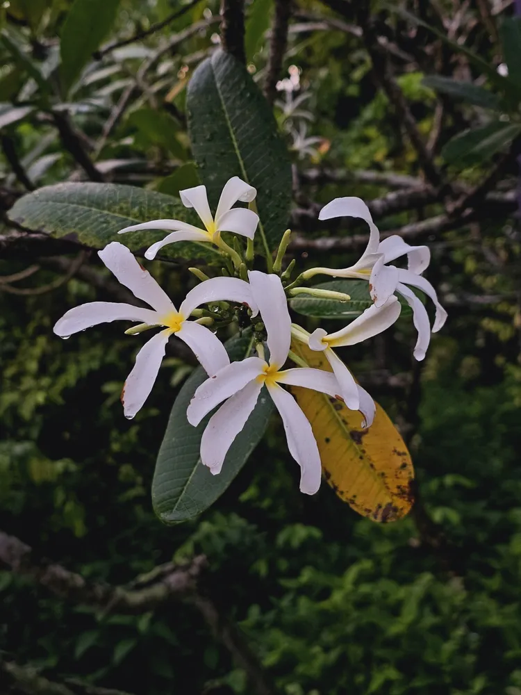 plumeria stenopetala plant showing characteristic features